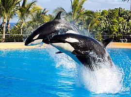La injusta fama de las orcas, bonachonas y sensibles
