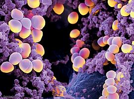 Dos nuevos antibióticos esperanza frente a bacterias multirresistentes