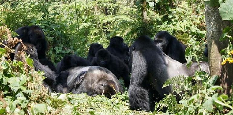 Los gorilas tambièn penan a sus muertos