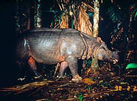 WWF lamenta la extinción de una de las dos últimas poblaciones de rinoceronte de Java