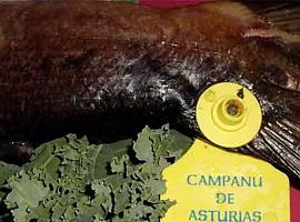 Madrugador Campanu de Asturias en el Cares
