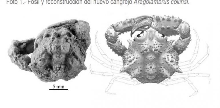 Descubierta una nueva especie de cangrejo fósil en el Pirineo oscense 