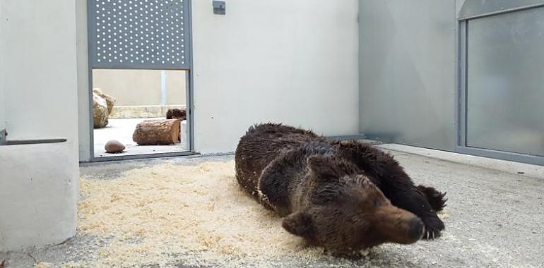 Muere el oso pardo rescatado malherido en Palacios del Sil