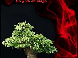 La Noria del Parque de Ferrera acoge este fin de semana una exposición de bonsáis