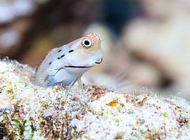 Los mini Nemo luchan por salvar a los corales de la extinción