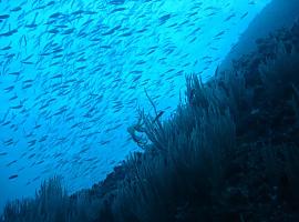 El calentamiento podría reducir un 17% la biomasa de especies marinas a nivel global a finales de siglo