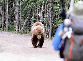 UniOvi lidera un estudio sobre ataques de osos pardos a humanos