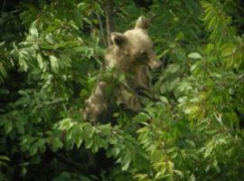 El censo del oso pardo avanza el nacimiento de más de 20 crías en la Cordillera Cantábrica