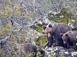  Comienza “Conoce nuestros osos” el itinerario de verano de la Fundación Oso de Asturias