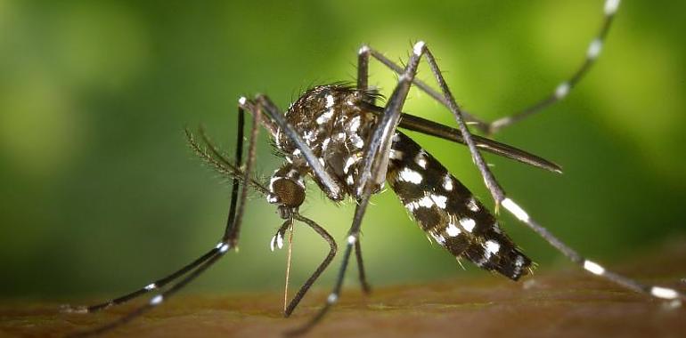 ¿Cómo hacer frente al mosquito tigre este verano