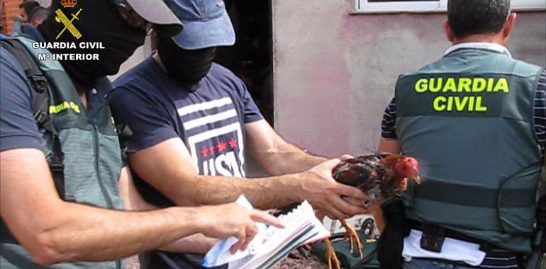 13 detenidos por organizar sangrientas peleas de gallos en Tordesillas