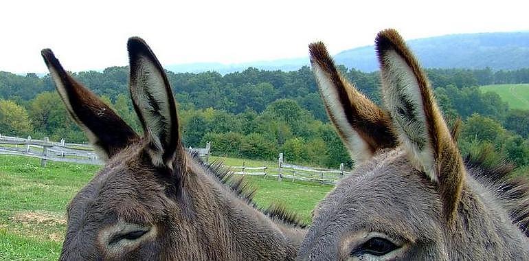 GOZÓN: EQUO pide impedir el maltrato de burros en Manzaneda
