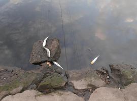 Ecologistas denuncian la muerte de centenares de peces en Corvera