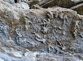 La flota del SEPA al rescate de fósiles jurásicos en Tazones