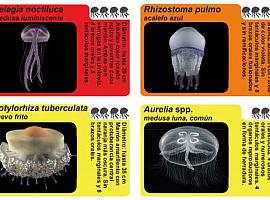 Qué hacer si te pica una medusa