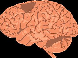 Muchas de las actividades atribuidas a la corteza se generan en otras partes del cerebro