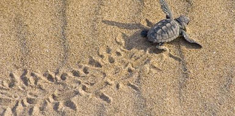  Nuevas medidas para proteger la anidación de tortugas marinas en el litoral español