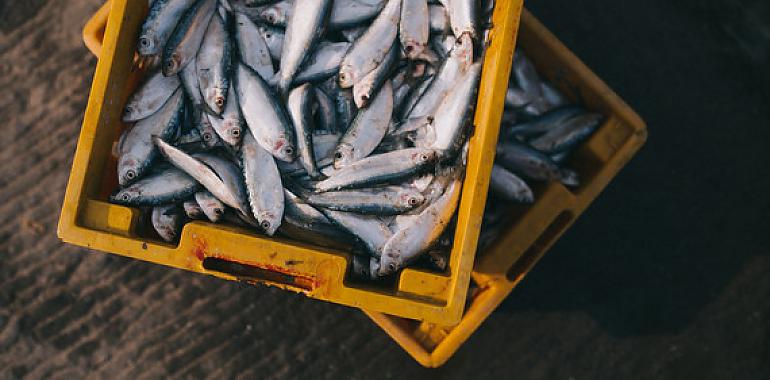 La sobrepesca y el cambio climático aumentan los niveles de mercurio en el pescado