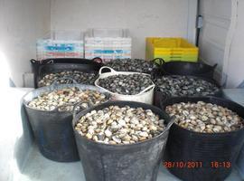Decomisados casi 400 kilos de marisco en Galicia en tres operativos