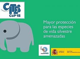 La COP 18 de CITES aprueba fuertes restricciones para evitar el comercio de elefantes 