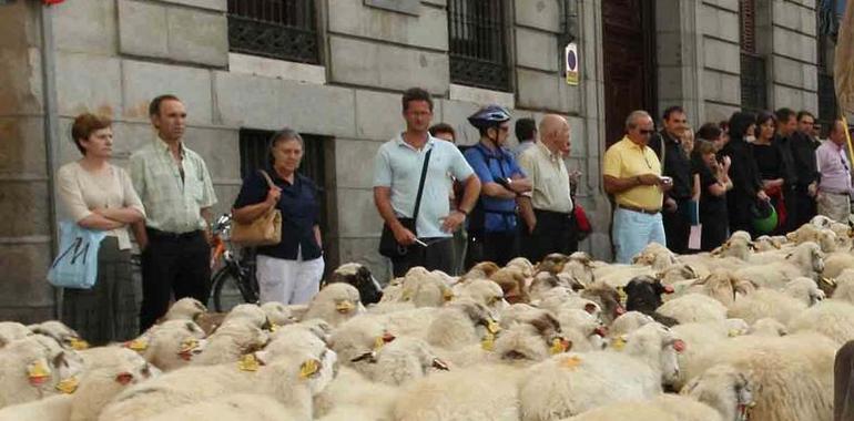 Miles de ovejas y vacas tomarán Madrid