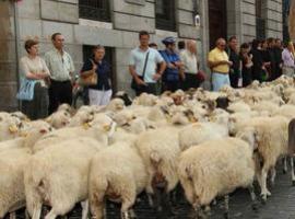 Miles de ovejas y vacas \tomarán\ Madrid