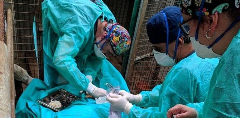 Nueva operación de mama a la anciana tigresa del zoo de Oviedo