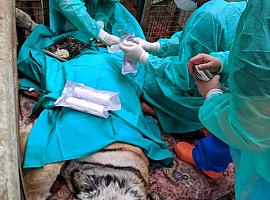 Nueva operación de mama a la anciana tigresa del zoo de Oviedo