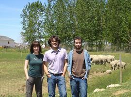 Logran reducir los ácidos grasos saturados de la leche de ovejas 