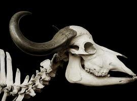 Los humanos promovieron la extinción del tarpán y el bisonte estepario hace 16.000 años