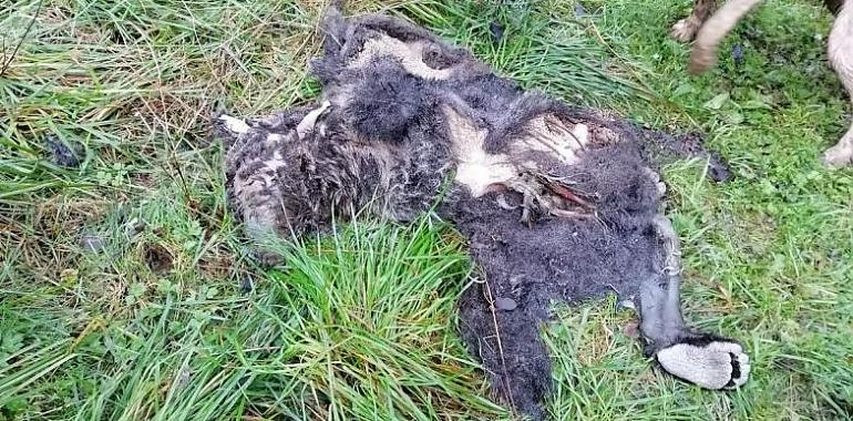 Cazadores ocultan otra muerte de oso en Asturias