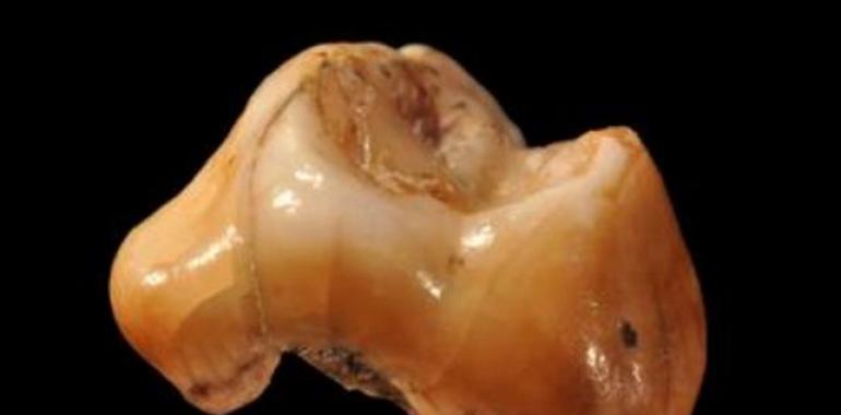 Dos dientes resultan ser los restos de ‘Homo sapiens’ más antiguos de Europa