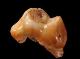 Dos dientes resultan ser los restos de ‘Homo sapiens’ más antiguos de Europa