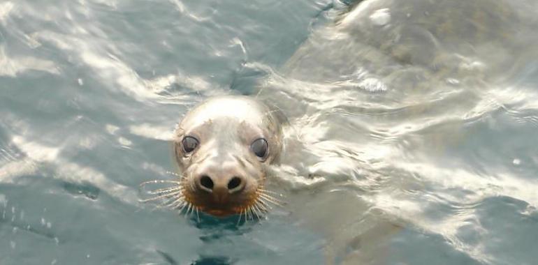 Liberada la foca gris recogida en noviembre en la playa del Arañón