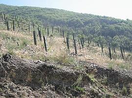 Dos entidades ecologistas organizan una reforestación en Arriondas