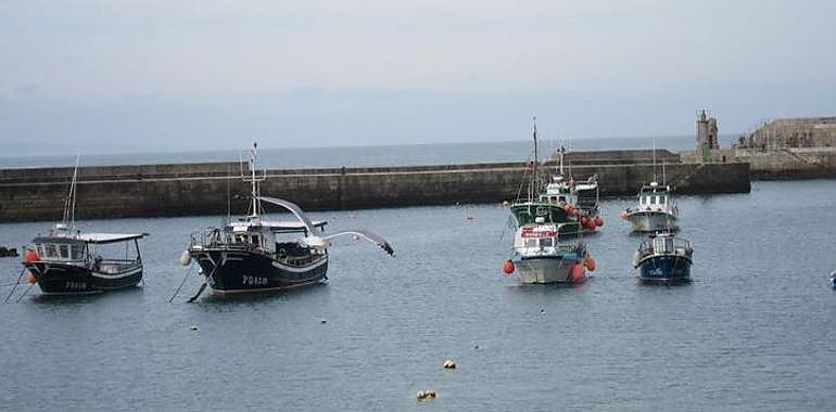 165 embarcaciones asturianas buscan dos millones de kilos de xarda