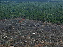 La pérdida de bosques y el deterioro ambiental aumentan el riesgo de transmisión de enfermedades