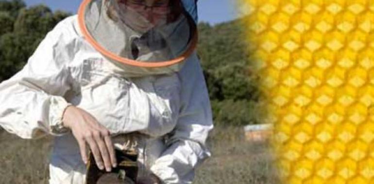 COAG exige una reducción inmediata de la carga fiscal a la apicultura española