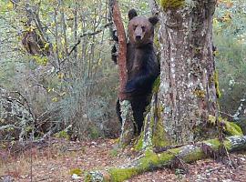 El oso pardo asoma cautelosamente a Galicia