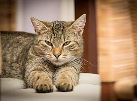 Primer caso en España de un gato contagiado de COVID por humanos enfermos
