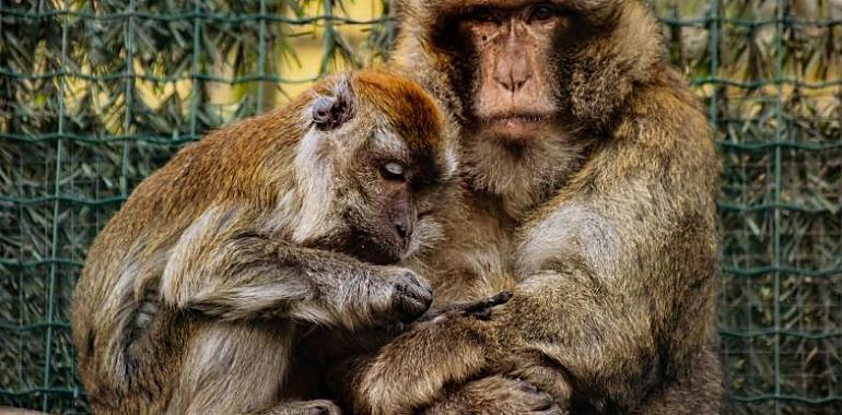 El zoo de Oviedo pide ayuda para operar a Charlie el macaco de Gibraltar