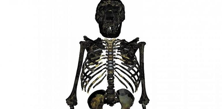 El Homo erectus era compacto, achaparrado y robusto