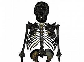 El Homo erectus era compacto, achaparrado y robusto