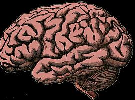 El cerebro cambia los ritmos de sus ondas para adaptarse a las demandas cognitivas