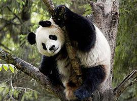 WWF celebra su 50º aniversario con la entrega de los premios Panda de Oro
