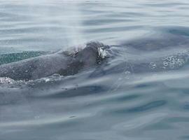 Una acción coordinada salva a un cetáceo de morir en El Arbeyal