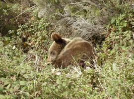 El Gobierno del Principado no autorizará ningún traslado de osos asturianos a los Pirineos