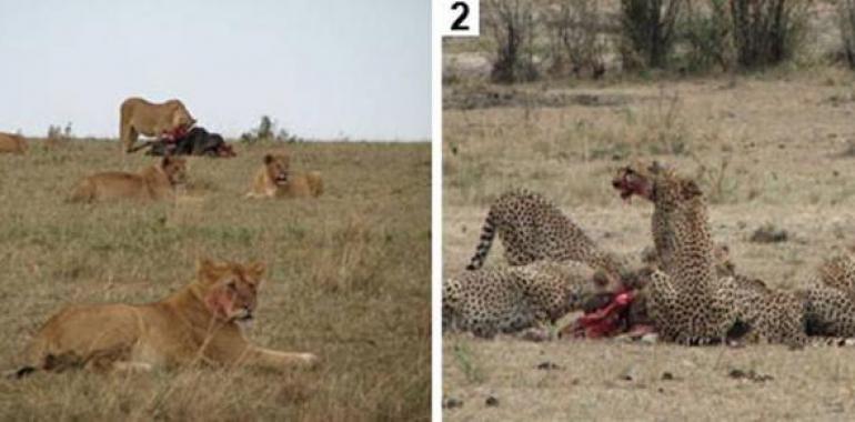 Leones y guepardos contraen la sarna a través del contacto con sus presas