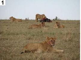 Leones y guepardos contraen la sarna a través del contacto con sus presas