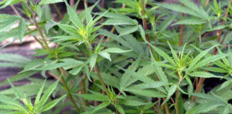 El consumo habitual de cannabis adelanta la aparición de la esquizofrenia 2 años.